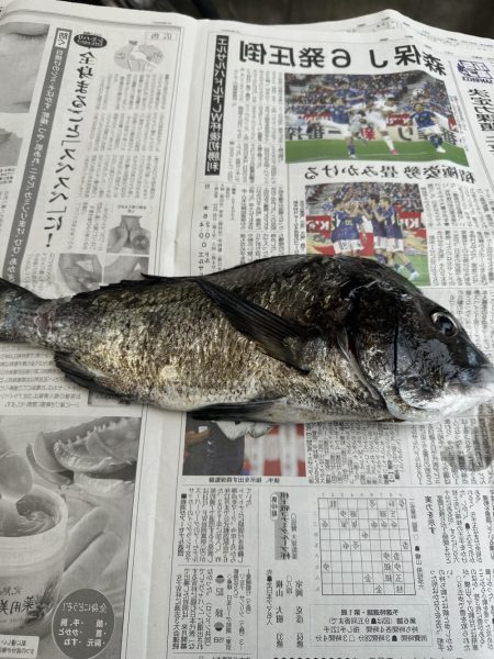 アジングでダツ