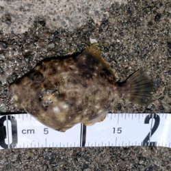 カワハギ狙うが、ちびアコウの猛攻