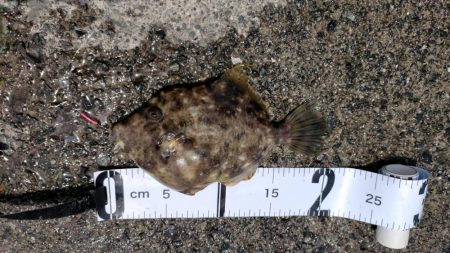 カワハギ狙うが、ちびアコウの猛攻