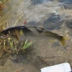 小鮎釣りの川、知内川で鮎イング