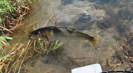 小鮎釣りの川、知内川で鮎イング