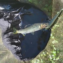 石田川で鮎イングから友釣へ