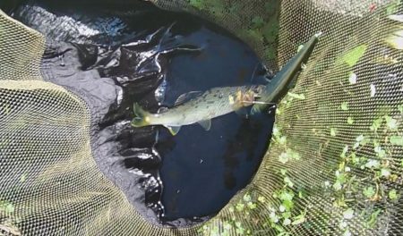 石田川で鮎イングから友釣へ