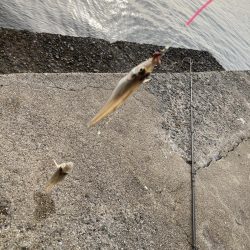 今年から2回目の浦港