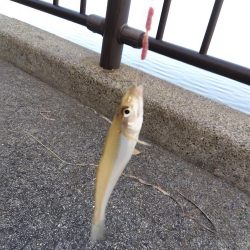 ちょい投げシロギス