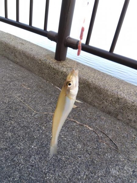 ちょい投げシロギス