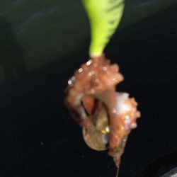 オクトパッシング