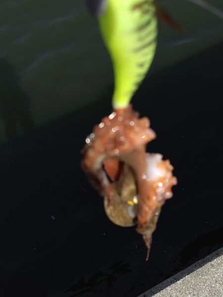 オクトパッシング