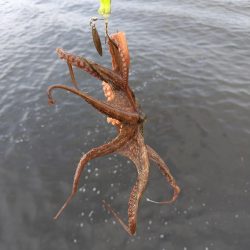 オクトパッシング