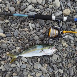 サーフからツバス