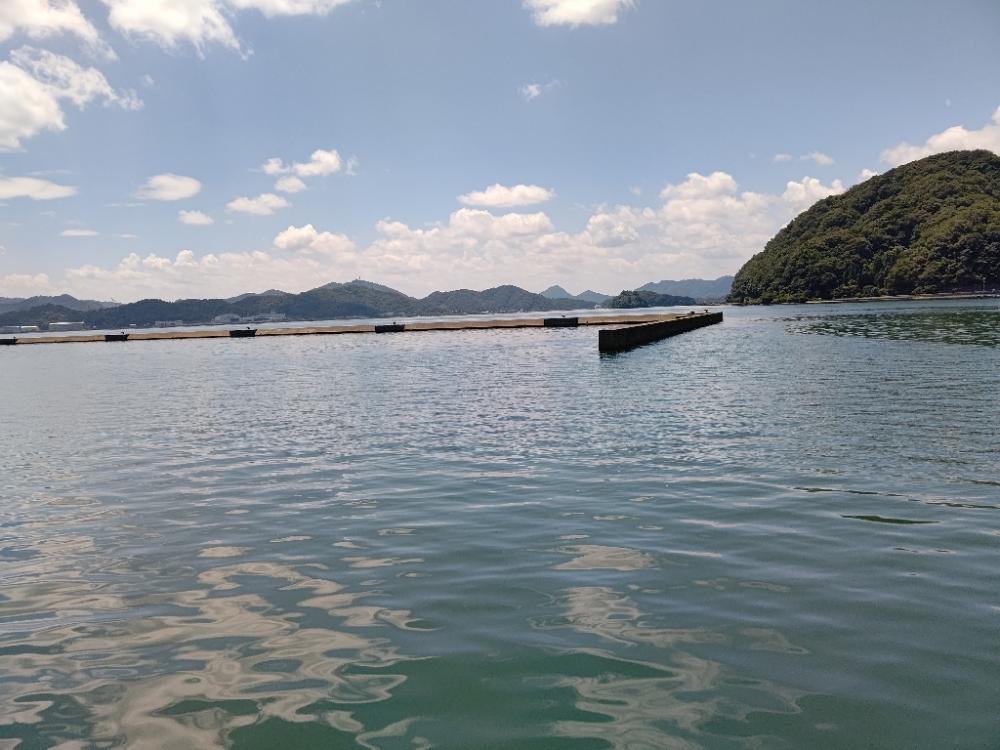 舞鶴でアオハタ。