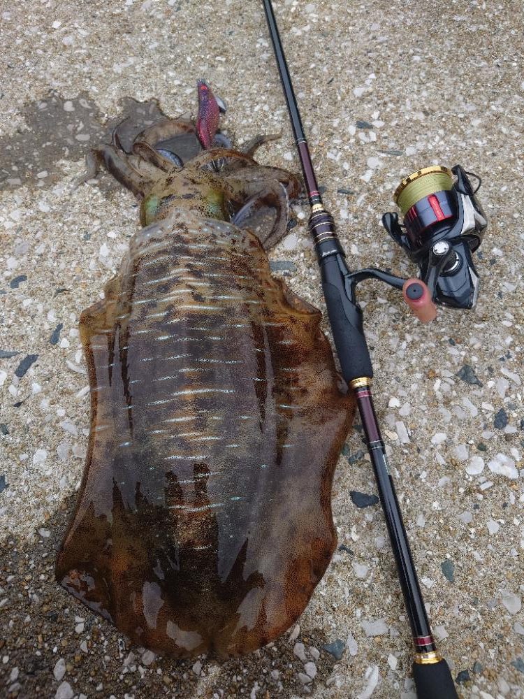 久々エギングIN対馬