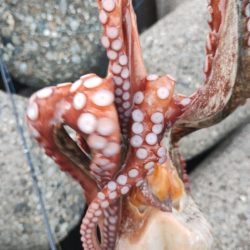 朝から軽めにタコ釣り