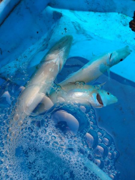 投げ釣りでキス