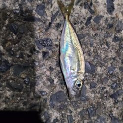 久しぶりのサバ