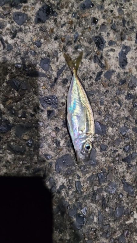 久しぶりのサバ