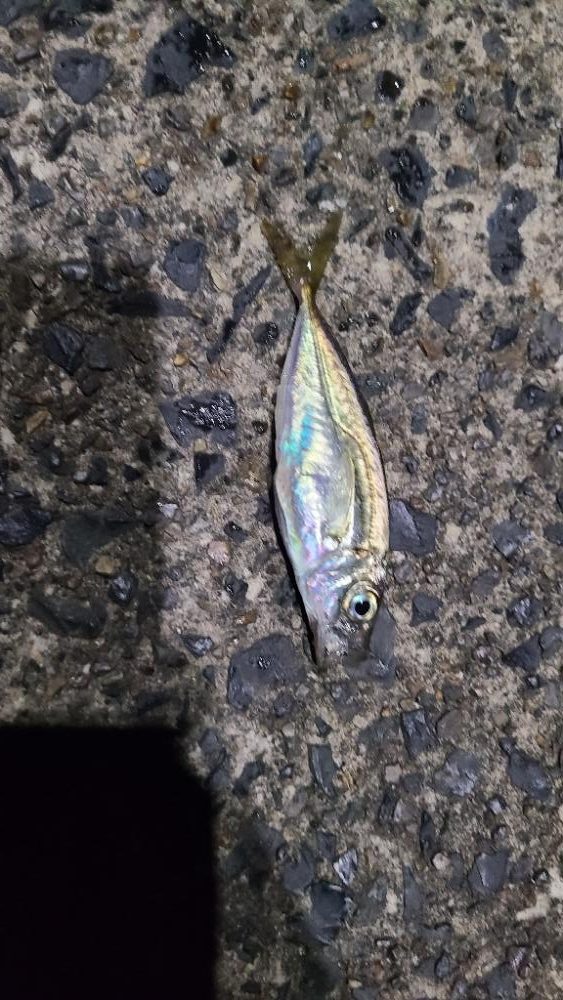 久しぶりのサバ