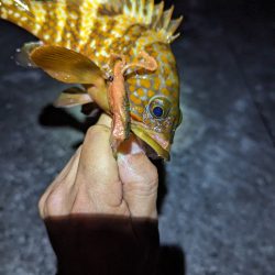 陸っぱり釣行記