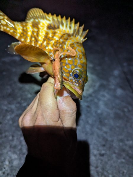 陸っぱり釣行記