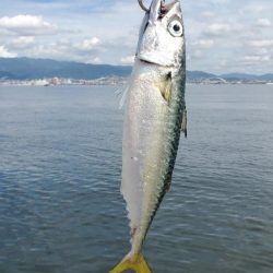 大サバ狙いで五目