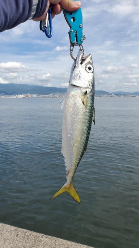 大サバ狙いで五目