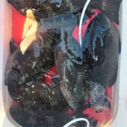 和歌山市江(吉丸渡船)でグレ釣り