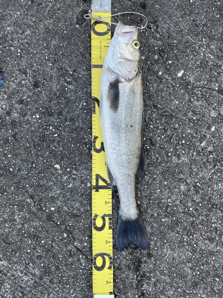 雨上がり 狙い的中‼…