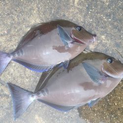 和歌山白浜の堤防で釣り