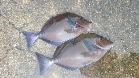 和歌山白浜の堤防で釣り
