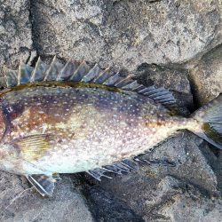 和歌山大引の磯でフカセ釣り