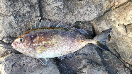 和歌山大引の磯でフカセ釣り