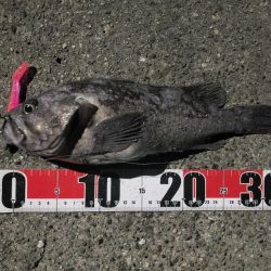 ロックフィッシュ釣行