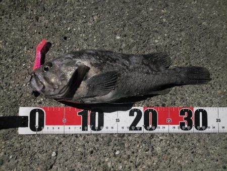 ロックフィッシュ釣行