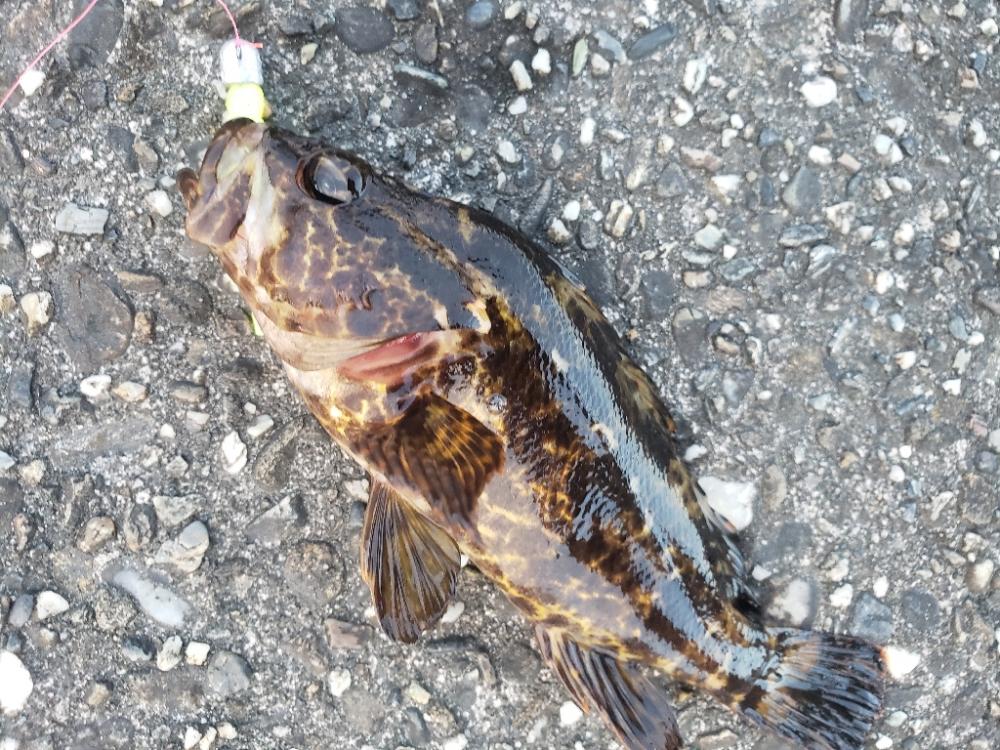 釣り散歩