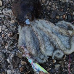 貴重なタコ釣り時間