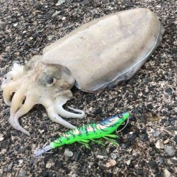 アオリに出会えず