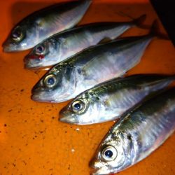 今夜も豆アジ