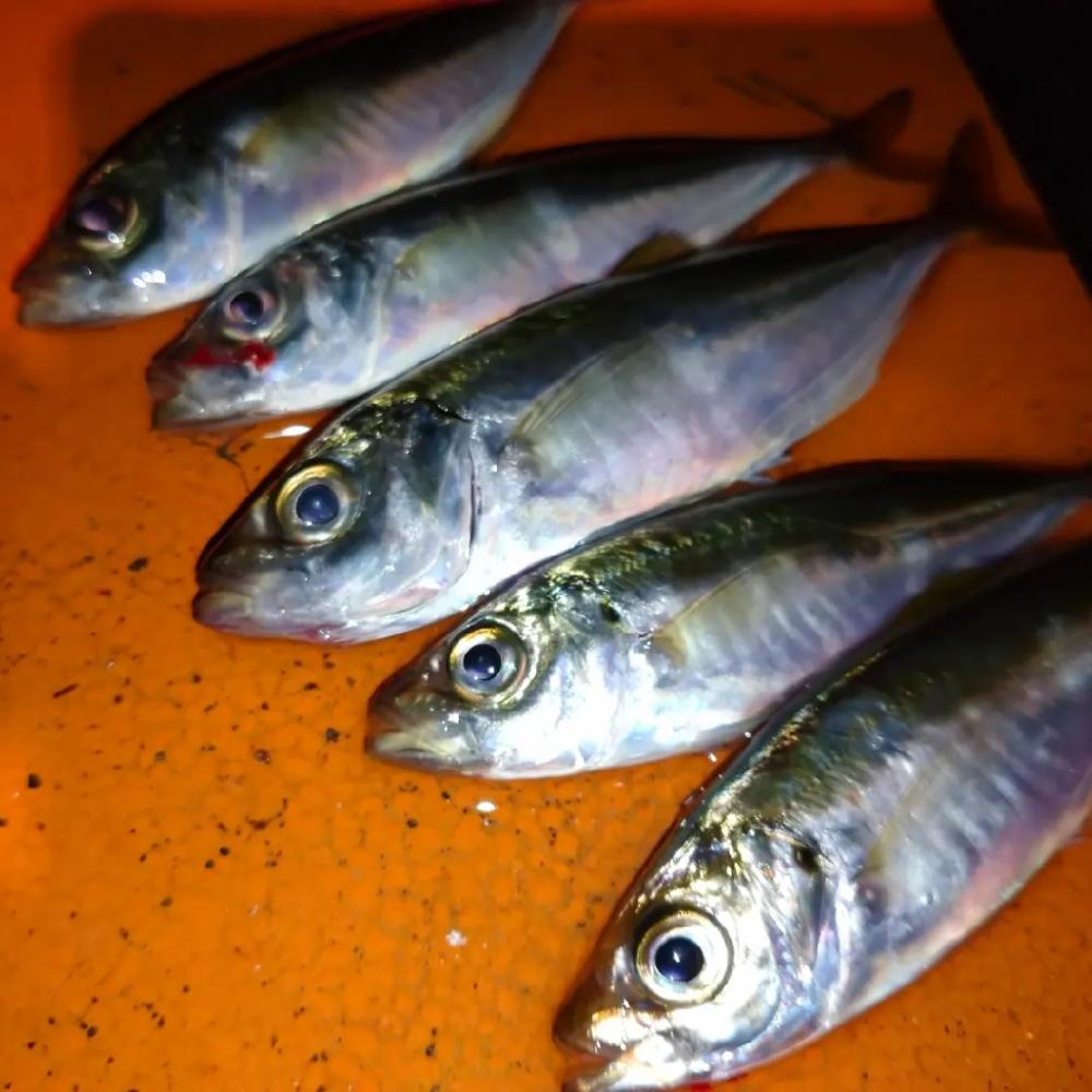 今夜も豆アジ
