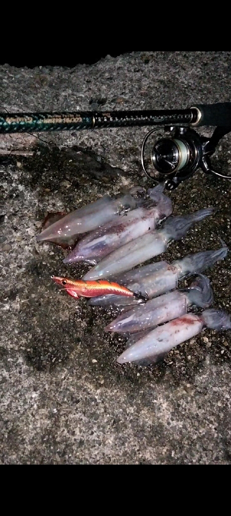 ケンサキエギング^_^