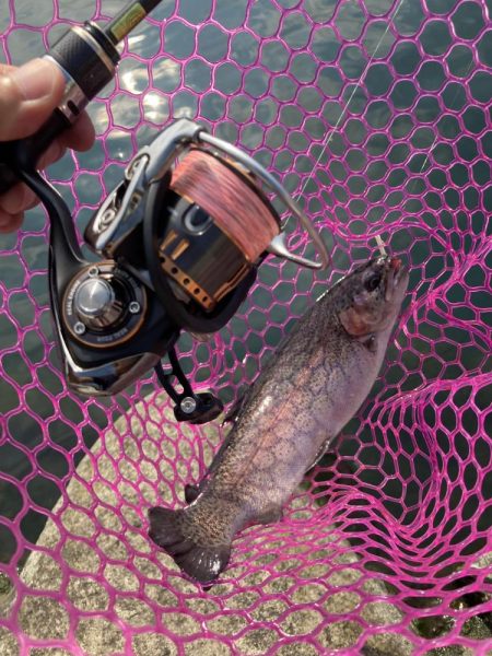 釣食浪漫 ~再びサクラマスゲットなるか!~