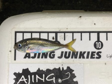 アジングイベント投稿で極豆ですが何か・・・…