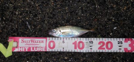 まだまだアジはおりますなぁ～