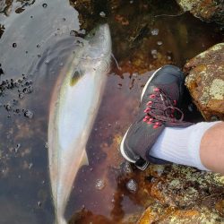 鰤っちやいました