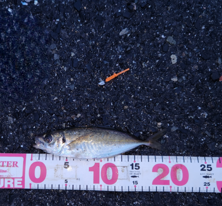 コンスタントにアジ！