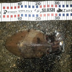 夜の干潮狙いで行ってきました。