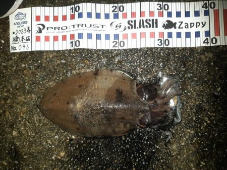 夜の干潮狙いで行ってきました。