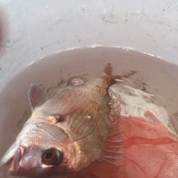 鹿児島錦江湾のテンヤマダイ