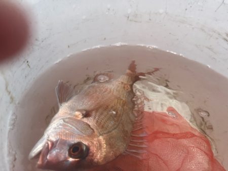 鹿児島錦江湾のテンヤマダイ