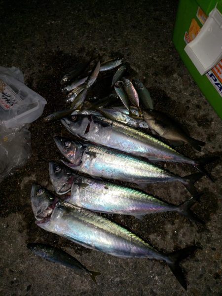 おおサバが釣りたくて