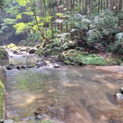 渓流管理釣り場